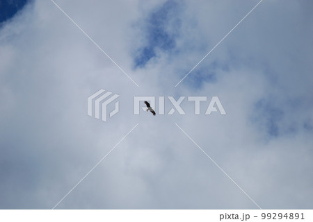 猛禽類のシルエット 99294891