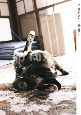 日向ぼっこしている猫 99295015
