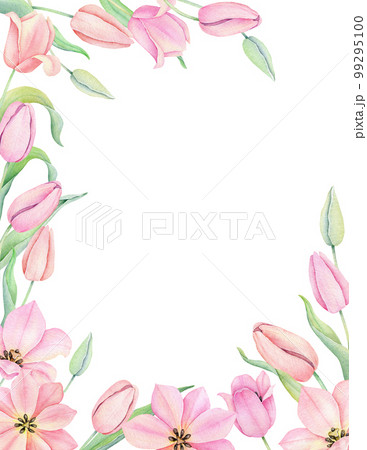 Watercolor pink tulip. Spring flowers isolated on white background. Floral Bouquet, Wreath, Frame. Decorative design elements. 99295100