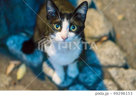 月明かりに照らされた森に暮らす野良猫 99296153