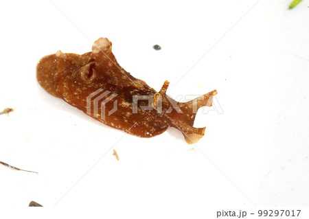 アメフラシ アメフラシ 99297017