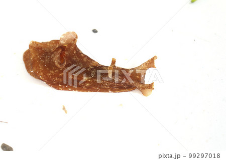 アメフラシ 99297018