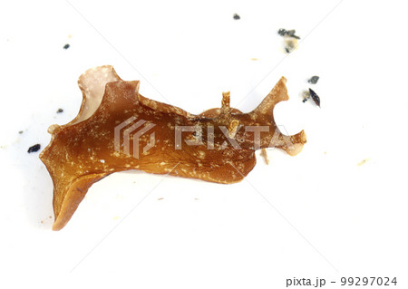 アメフラシ 99297024