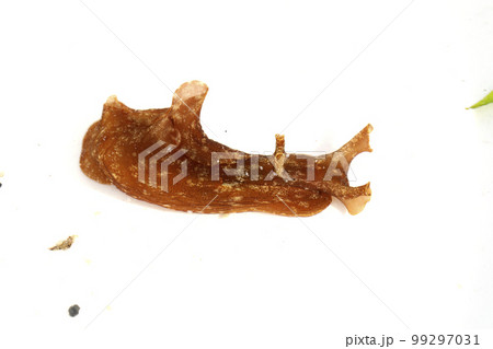 アメフラシ アメフラシ 99297031