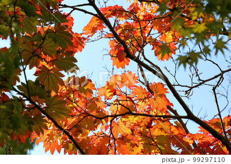 紅葉　イタヤカエデ 99297110