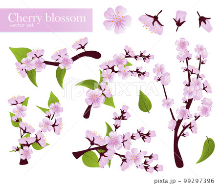 Set of branch of sakura with flowers and leaves. Spring sakura cherry blooming flowers, pink petals and branches vector set Set of branch of sakura with flowers and leaves. Spring sakura cherry blooming flowers, pink petals and branches vector set 99297396
