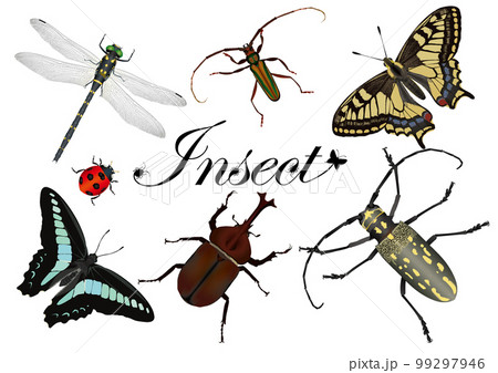 Insect 99297946