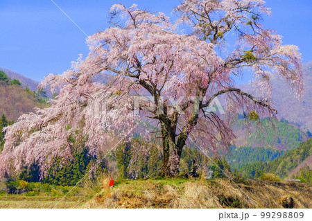しだれ桜とお地蔵様 99298809
