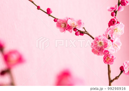 紅梅 梅の花の写真素材 紅梅 梅の花の写真素材 99298916