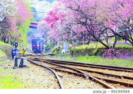 満開の花桃とわたらせ渓谷鐡道 満開の花桃とわたらせ渓谷鐡道 99298988