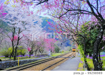 桜と花桃とわたらせ渓谷鐡道 桜と花桃とわたらせ渓谷鐡道 99298989