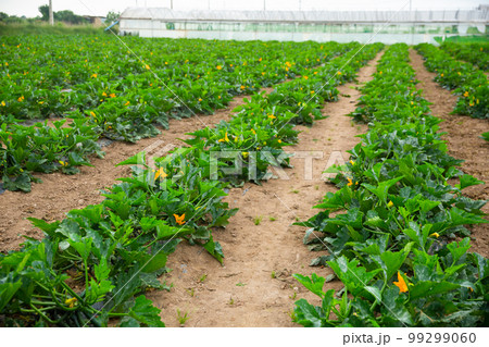 Flowering bushes of zucchini on farm field Flowering bushes of zucchini on farm field 99299060