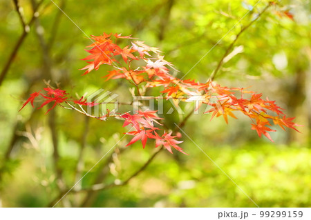 色づくイロハモミジの葉 紅葉 色づくイロハモミジの葉 紅葉 99299159