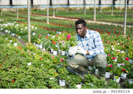 Focused african american man farmer inspects pelargonium Focused african american man farmer inspects pelargonium 99299319