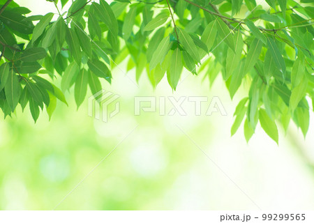 爽やか春の芽吹き 新緑 99299565