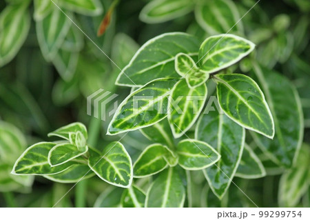 縁の白い葉 99299754