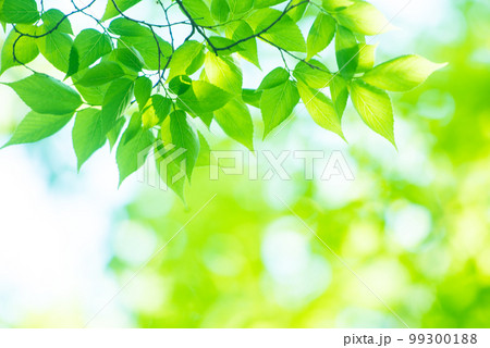 爽やか春の芽吹き 新緑 99300188