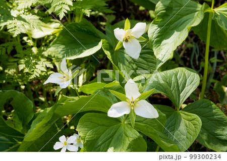 春の野原のオオバナノエンレイソウ 99300234
