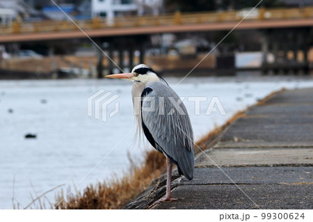 瀬田川のほとりで川面を見つめるアオサギ 99300624