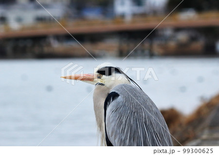瀬田川のほとりで川面を見つめるアオサギ 瀬田川のほとりで川面を見つめるアオサギ 99300625