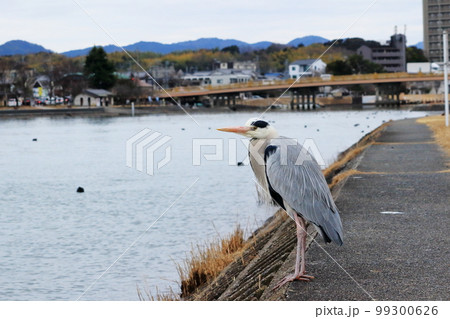 瀬田川のほとりで川面を見つめるアオサギ 瀬田川のほとりで川面を見つめるアオサギ 99300626