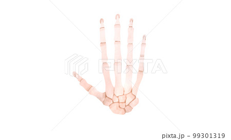 ヒトの手の骨の水彩風イラスト 99301319