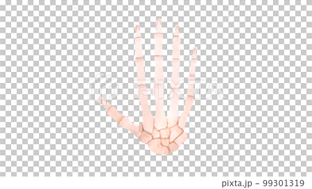 ヒトの手の骨の水彩風イラスト 99301319