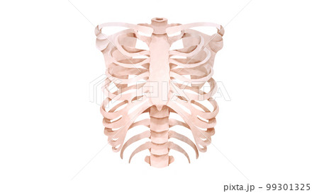 ヒトの肋骨の水彩風イラスト 99301325