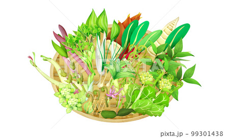 竹ザルいっぱいに入った春の山菜。水彩風イラスト。 99301438