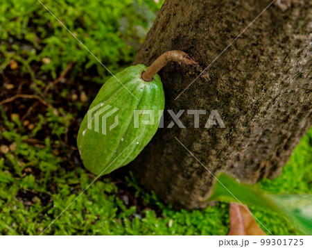 カカオの果実 99301725