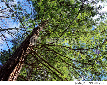 ヒノキ科セコイア属センペルセコイアの巨木 99301727