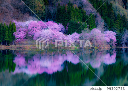 中綱湖の桜 中綱湖の桜 99302738
