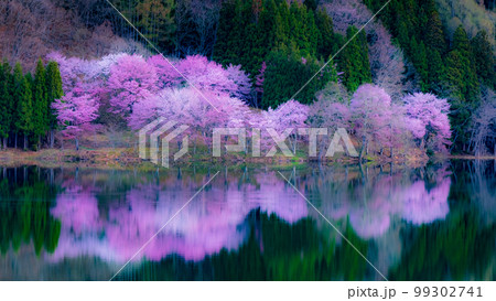 中綱湖の桜 99302741