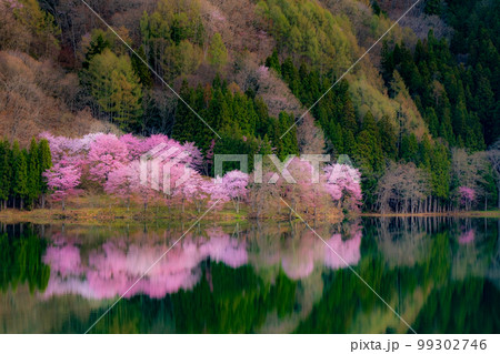 中綱湖の桜 99302746