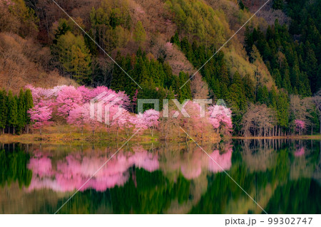 中綱湖の桜 99302747