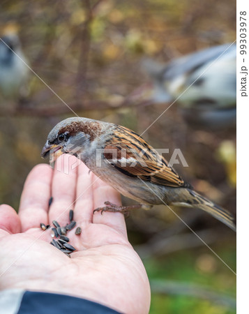Sparrow eats seeds from a man's hand Sparrow eats seeds from a man's hand 99303978