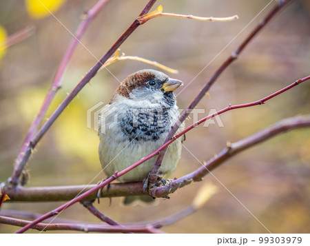 Sparrow sits on a branch without leaves. 99303979