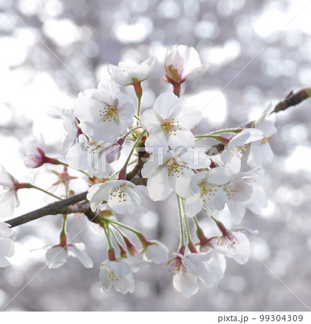 白く光る桜の花の写真素材 [99304309] - PIXTA