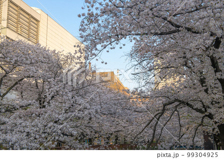 目黒川を覆う満開の桜を中目黒で眺める（東京都） 99304925