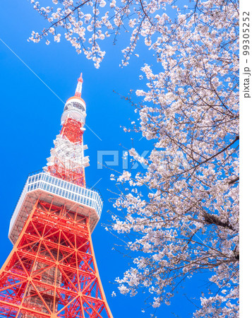 3月東京・港区　東京タワーと桜 99305252
