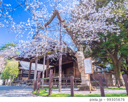 3月東京・千代田区 靖国神社にある桜の標本木 3月東京・千代田区 靖国神社にある桜の標本木 99305676