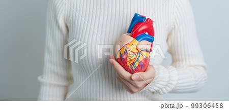 Woman holding human Heart model. Cardiovascular Diseases, Atherosclerosis, Hypertensive Heart, Valvular Heart, Aortopulmonary window, world Heart day and health concept Woman holding human Heart model. Cardiovascular Diseases, Atherosclerosis, Hypertensive Heart, Valvular Heart, Aortopulmonary window, world Heart day and health concept 99306458