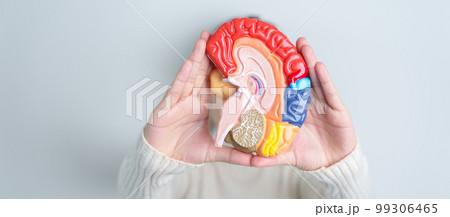 Woman holding human Brain model. World Brain Tumor day, Brain Stroke, Dementia, alzheimer, parkinson and world mental health concept 99306465