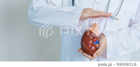Doctor holding Anatomical kidney Adrenal gland model. disease of Urinary system and Stones, Cancer, world kidney day, Chronic kidney, Urology, Nephritis, Renal and Transplant concept 99306519