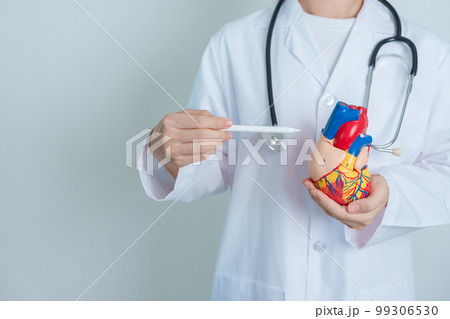 Doctor holding human Heart model. Cardiovascular Diseases, Atherosclerosis, Hypertensive Heart, Valvular Heart, Aortopulmonary window, world Heart day and health concept 99306530