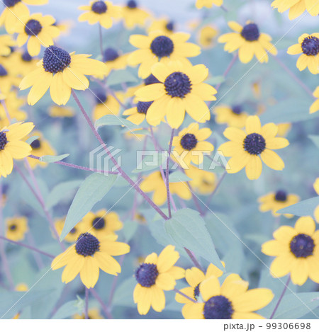 ルドベキアタカオのお花畑 99306698