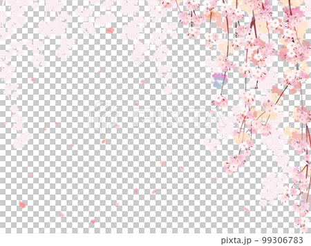 Cherry blossom branch background 2 weeping Cherry blossom branch background 2 weeping 99306783