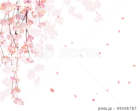 桜の枝背景6しだれ 99306787