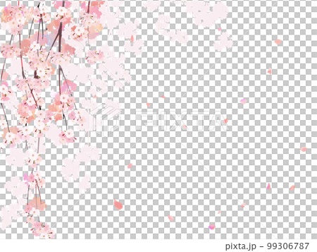 桜の枝背景6しだれ 99306787