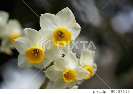 早春の花 日本水仙の咲く風景 早春の花 日本水仙の咲く風景 99307519